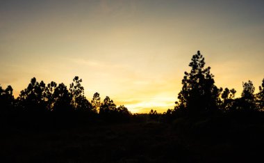 Güneş ışınları ile çam ağacı üzerinden