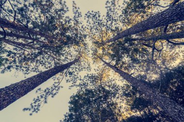 Güneş ışınları ile çam ağacı üzerinden