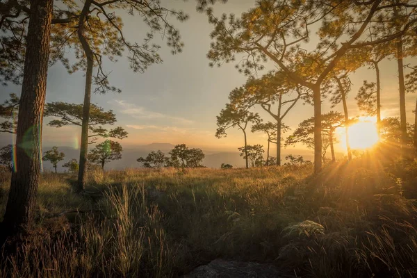 Solstrålar genom tall — Stockfoto