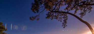 Güneş ışınları ile çam ağacı üzerinden