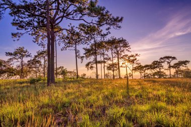 Güneş ışınları ile çam ağacı üzerinden