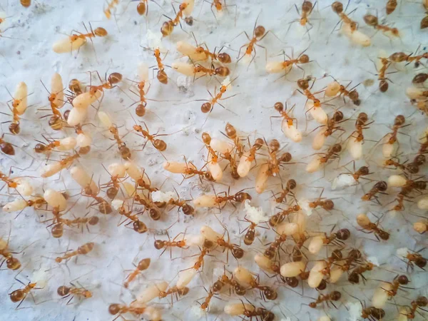 Karıncalar sel kaçmaya yumurta hareket ediyor — Stok fotoğraf