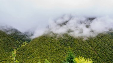 Yalan dağ yamacı bulut ile doğal manzaralı sis kefen herdem yeşil iğne yapraklılar