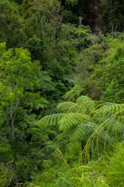 Fern (Cyathea podophylla) orman Samosir Island, Medan, Endonezya ağacı..