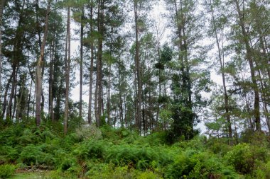 Fern (Cyathea podophylla) orman Samosir Island, Medan, Endonezya ağacı..