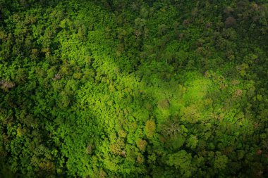 Yağmur ormanının havadan görünümü