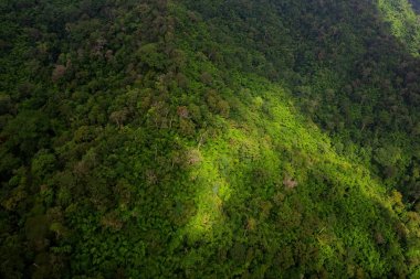 Yağmur ormanının havadan görünümü