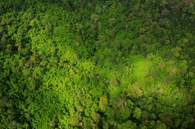 Yağmur ormanının havadan görünümü