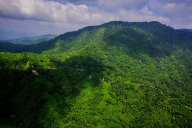 Yağmur ormanının havadan görünümü