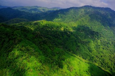 Yağmur ormanının havadan görünümü