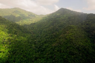 Yağmur ormanının havadan görünümü