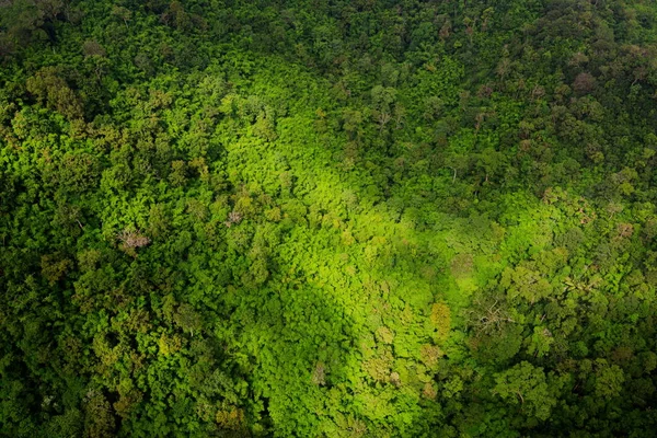 Εναέρια Άποψη Του Τροπικού Δάσους — Φωτογραφία Αρχείου