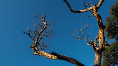 Ağaç başında batan güneşin aydınlatılmış. Yaz saati ağaç. Karanlık Orman ağacı. Açık gökyüzü ve yeşil ağaç. Ağaç üstten görünüm. Zaman ağaç bahar