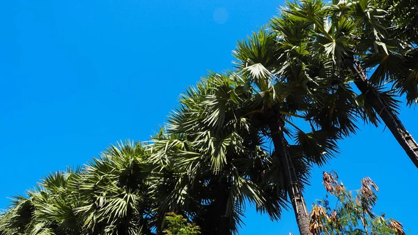 Trees, sugar palm trees line isolated on white background.