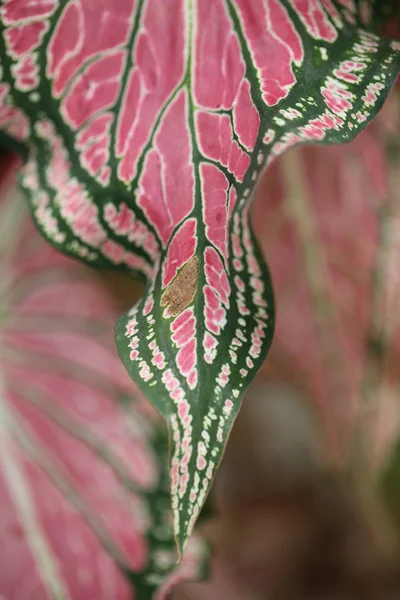 Kleurrijke Roze Bladeren Van Domme Cane Exotica Achtergrond Patroon Abstracte — Stockfoto