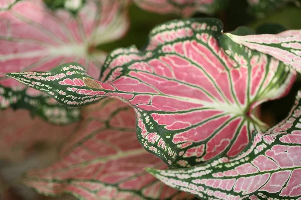 Kleurrijke Roze Bladeren Van Domme Cane Exotica Achtergrond Patroon Abstracte — Stockfoto