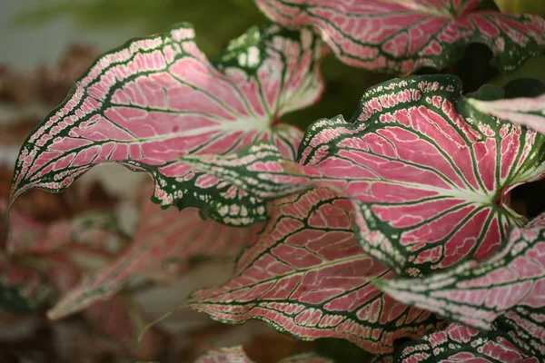 Colorful Pink Leaves Dumb Cane Exotica Background Pattern Abstract Pink — Stock Photo, Image