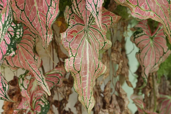 ダムケーンエキゾチカのカラフルな葉エキゾチカ背景パターン抽象的なピンクディフェンバキアリーフテクスチャーテキスト装飾のためのコピースペースでテクスチャ — ストック写真