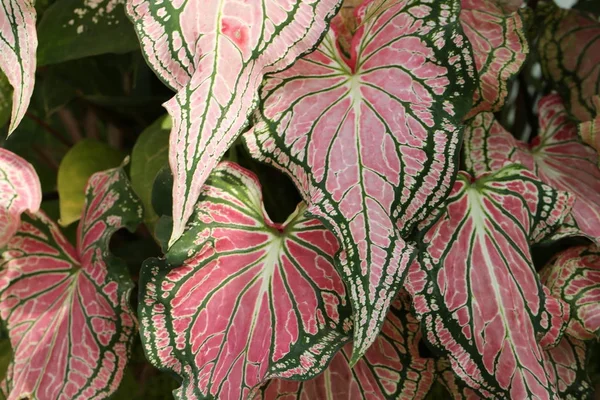 Colorful Pink Leaves Dumb Cane Exotica Background Pattern Abstract Pink — Stock Photo, Image