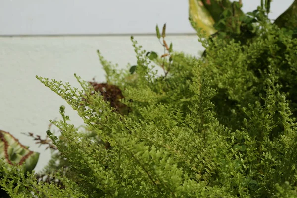 美丽的蕨类植物叶子绿叶天然花卉蕨背景在阳光下 — 图库照片