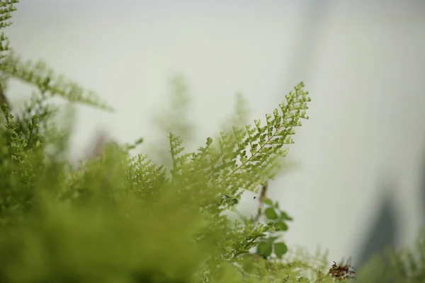 Krásné Kapradiny Listy Zelené Listoví Přírodní Květinová Fern Pozadí Slunečním — Stock fotografie