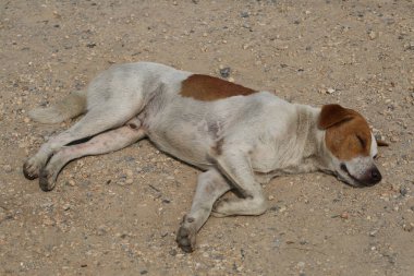 Köpek zeminin bir tarafında uyur..