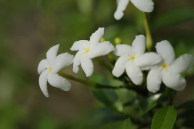 Group of white Sampaguita Jasmine or Arabian Jasmine 