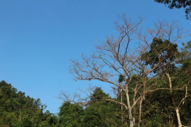 Güzel orman ağacı. Yaz güneş ışığı arka planda Doğa yeşil yaprak ve dal ahşap.