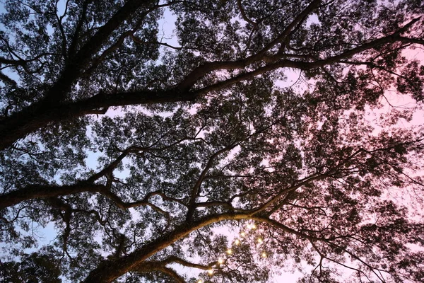 Красивое Лесное Дерево Зеленый Лист Природы Ветка Дерева Летом Солнечный — стоковое фото