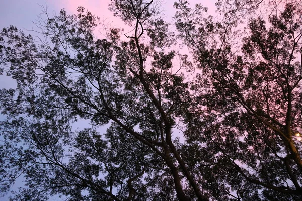 Mooie Bosboom Natuur Groen Blad Tak Houten Zomer Zonlicht Achtergrond — Stockfoto