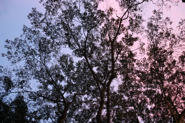 Mooie Bosboom Natuur Groen Blad Tak Houten Zomer Zonlicht Achtergrond — Stockfoto