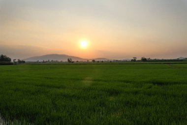 Pirinç alan, güzel manzara. Sarı pirinç hasat arasında mavi gökyüzü ile doğada batımında bekliyor.
