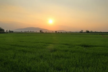 Pirinç alan, güzel manzara. Sarı pirinç hasat arasında mavi gökyüzü ile doğada batımında bekliyor.