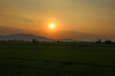 Pirinç alan, güzel manzara. Sarı pirinç hasat arasında mavi gökyüzü ile doğada batımında bekliyor.