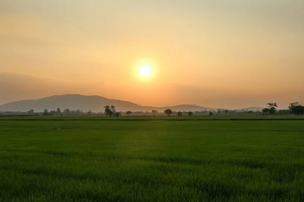 Beautiful Landscape Rice Field Yellow Rice Waiting Harvest Season Nature — Stock Photo, Image