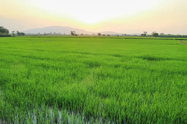 Beautiful Landscape Rice Field Yellow Rice Waiting Harvest Season Nature — Stock Photo, Image