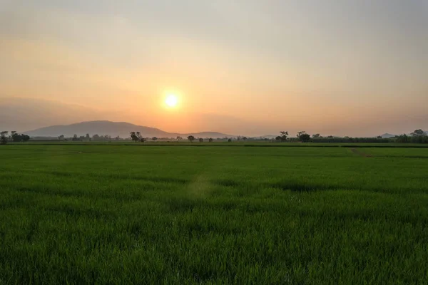 Bela Paisagem Campo Arroz Arroz Amarelo Que Espera Estação Colheita — Fotografia de Stock