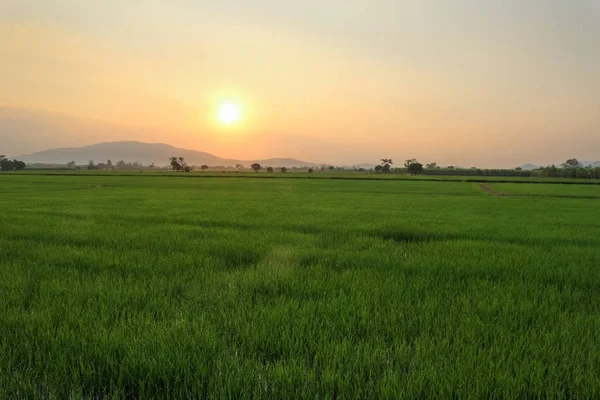 Beautiful Landscape Rice Field Yellow Rice Waiting Harvest Season Nature — Stock Photo, Image