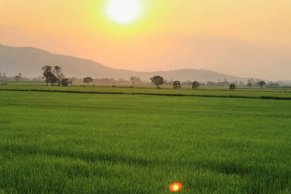 Beautiful Landscape Rice Field Yellow Rice Waiting Harvest Season Nature — Stock Photo, Image