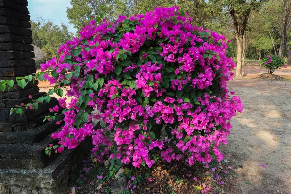 Daha Begonvil Begonvil Glabra Begonvil Çiçek Büyük Yemyeşil Dekoratif Bush — Stok fotoğraf