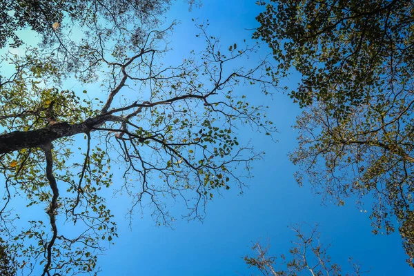 Olhando Para Árvores Altas Forset — Fotografia de Stock