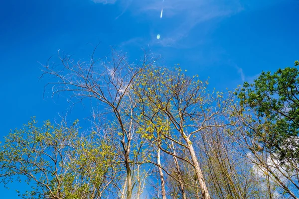 Coronas Verdes Abedules Pinos Contra Cielo Azul Primavera — Foto de Stock