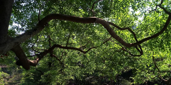 Grüne Birken Und Kiefernreihen Gegen Den Blauen Himmel Frühling — Stockfoto