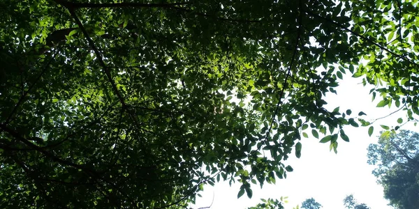 Zelený Rowns Bříza Borovice Stromů Proti Modré Obloze Jarní — Stock fotografie