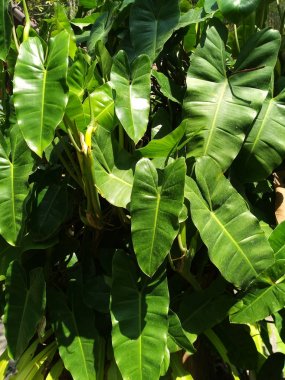 Yeşil yaprak doğa arka planları