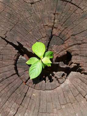 Ağaç gövde ile büyüyen bitki