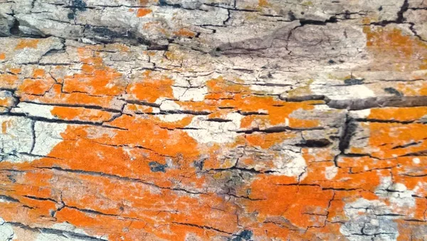 Kora Drzewa Czerwony Porostów Glonów Tekstury — Zdjęcie stockowe