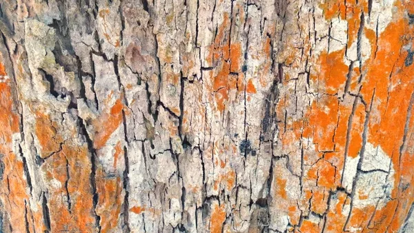 Φλοιό Δέντρου Κόκκινο Λειχήνα Και Φύκια Υφή — Φωτογραφία Αρχείου