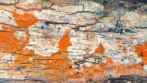 Ağaç Kabuğu Kırmızı Liken Yosun Doku — Stok fotoğraf