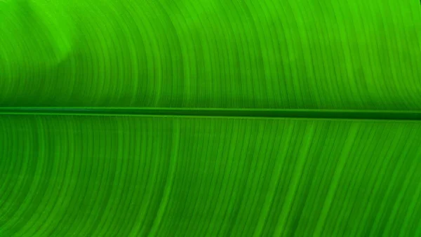 Green Banana Leaf Background Banana Leaves Used Wrapping — Stock Photo, Image
